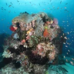 beautiful reefs in Karang Makassar scaled 1