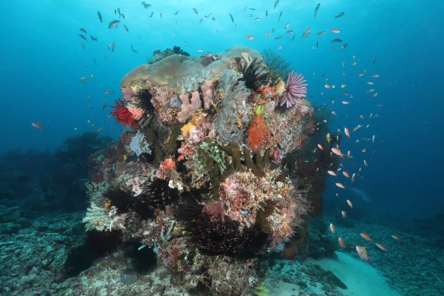 Ultimate Guide to Exploring Komodo Island 7 beautiful reefs in Karang Makassar or Manta Point
