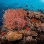 colorful corals in The Cauldron scaled 1