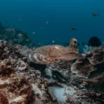giant cuttlefish in Mawan Komodo National park scaled 1