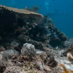 giant sweetlips spotted between colorful corals in Castle Rock Komodo National Park scaled 1