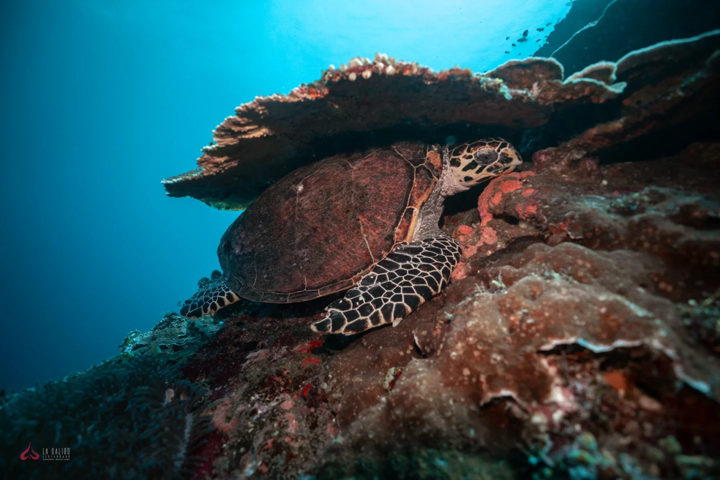 Gili Lawa: An Often Overlooked Destination in Komodo 8 la galigo conservation turtle hiding below a coral