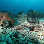 map puffer looking at the camera in Karang Makassar scaled 1