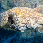 puffer