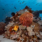 robust and colorful coral with a lot of fishes in the cauldron komodo national park scaled 1