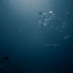 white tip shark spotted in Castle Rock Komodo National Park scaled 1
