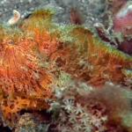 Another underwater photography in Lembeh