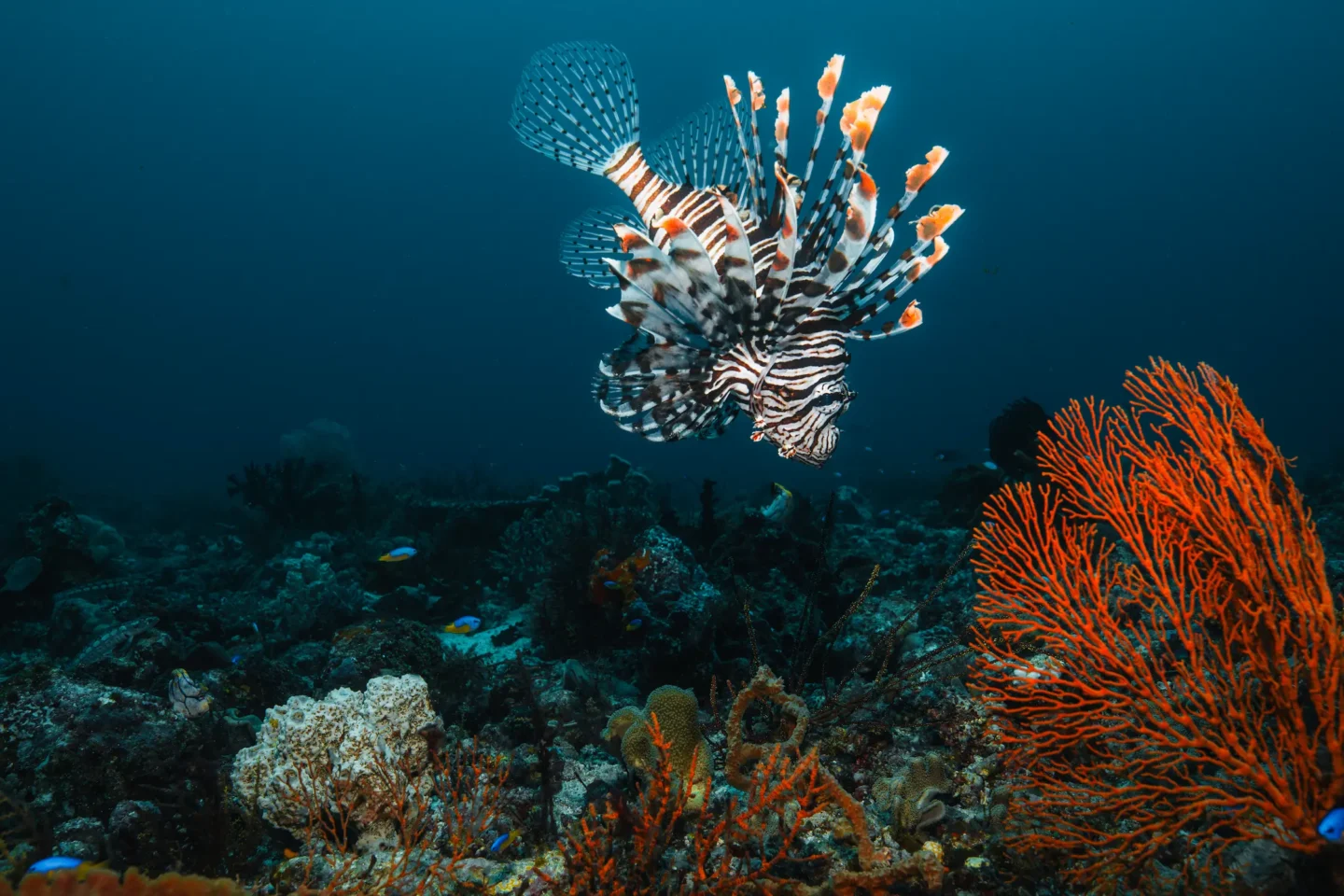The Coral Triangle Explained: Why Indonesia Is the World’s Most ...