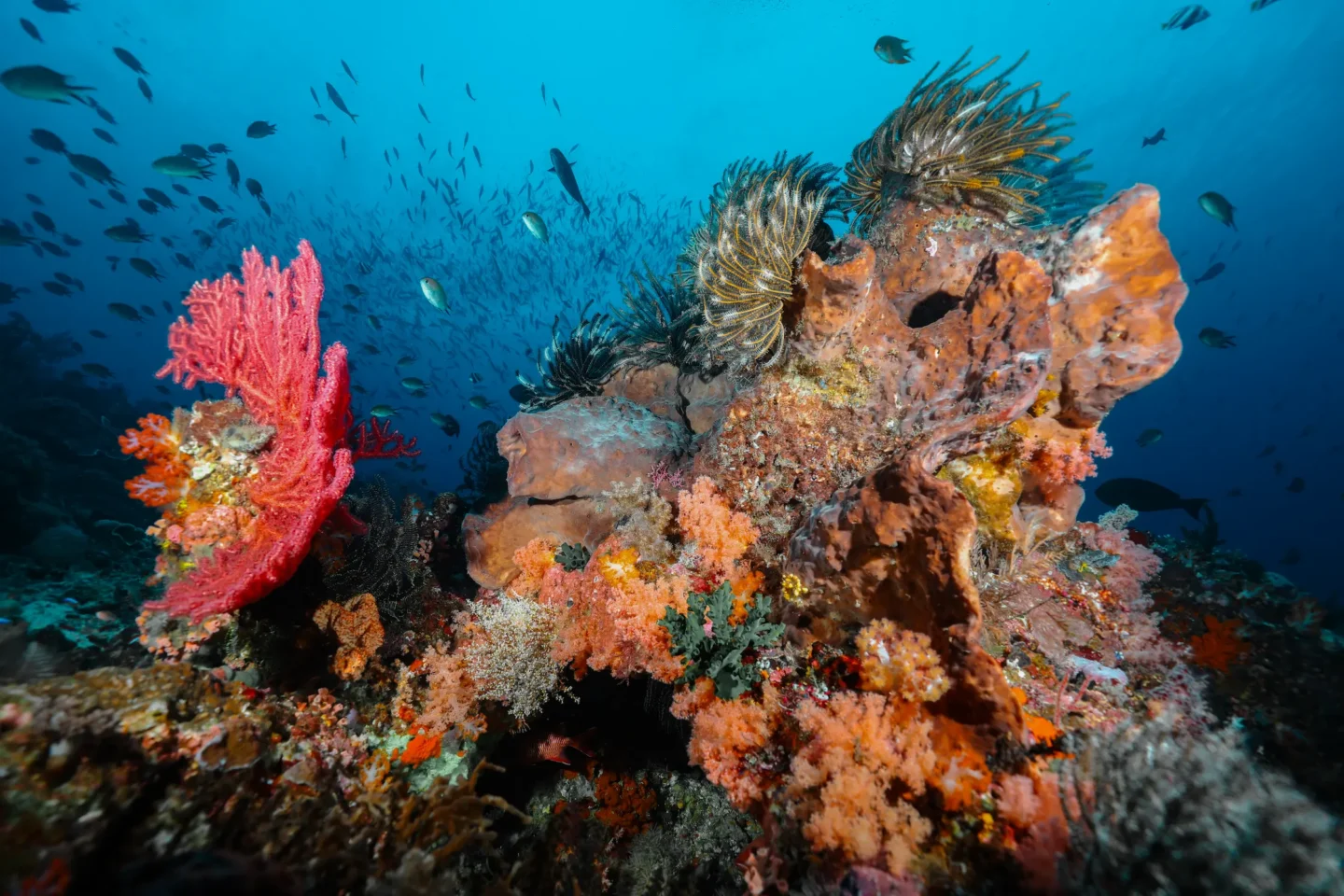 Dive sites in Raja Ampat