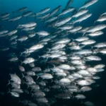 school of fish in Lembeh strait
