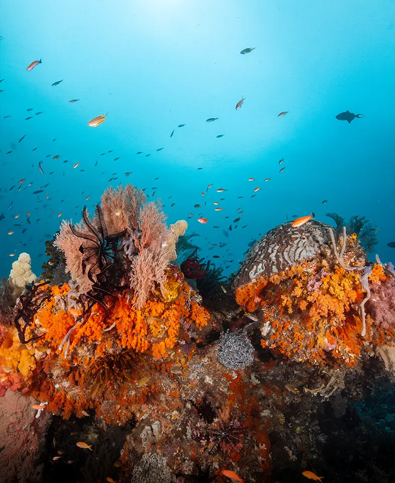 Underwater coral 3