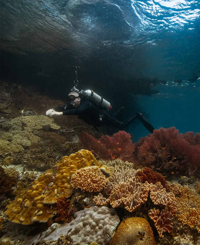 Underwater image coral 1