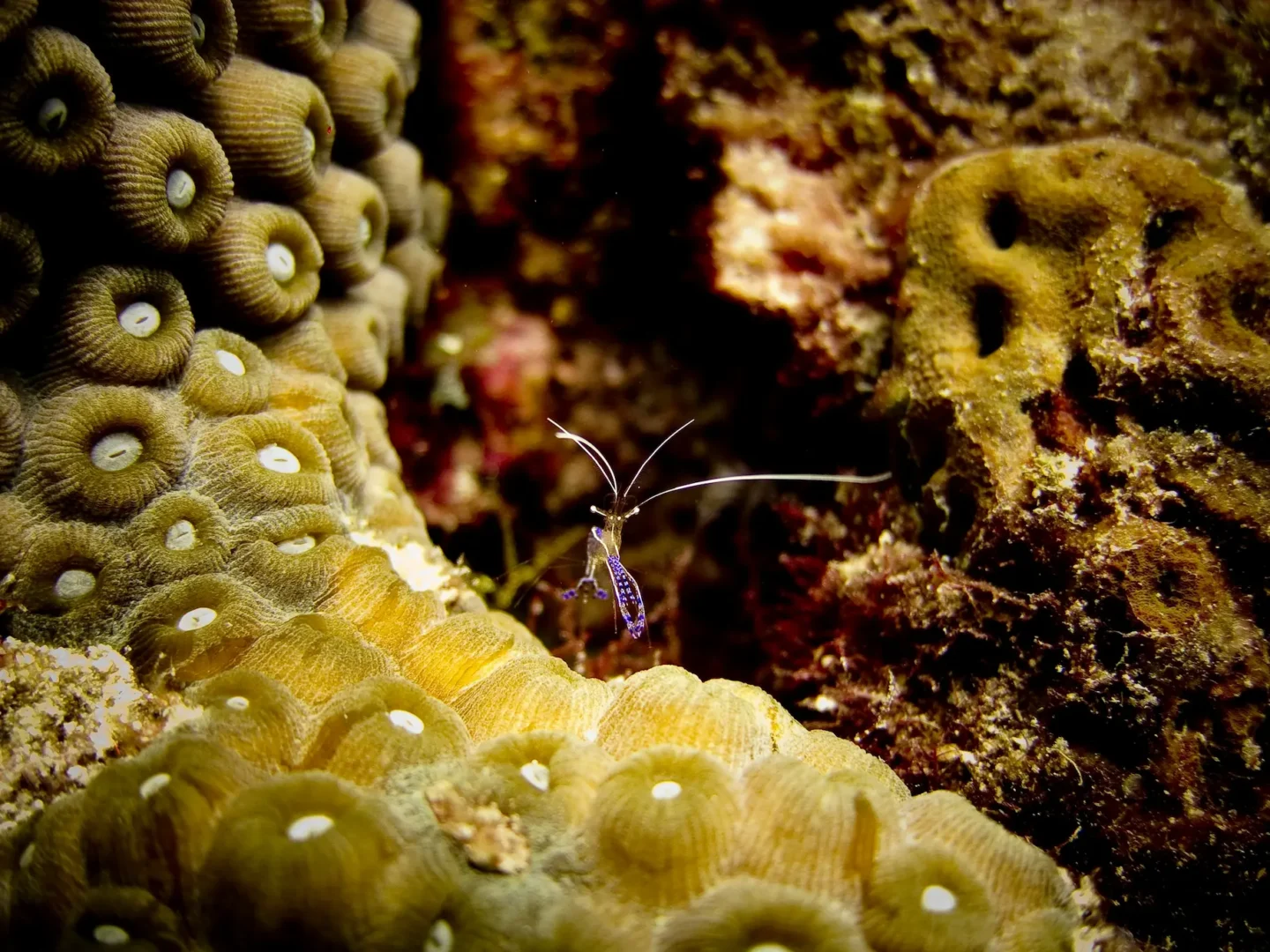 critters in Lembeh