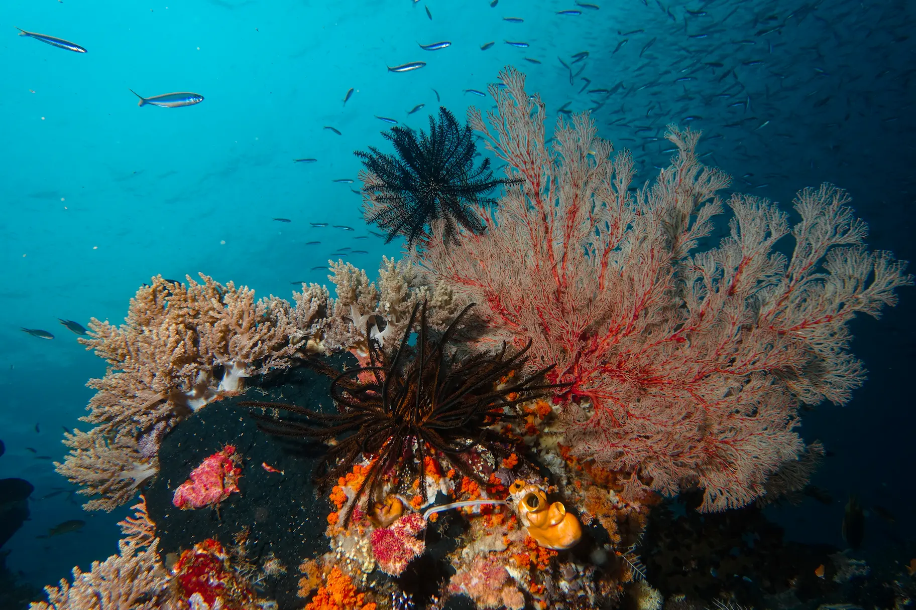 underwater coral in Raja Ampat
