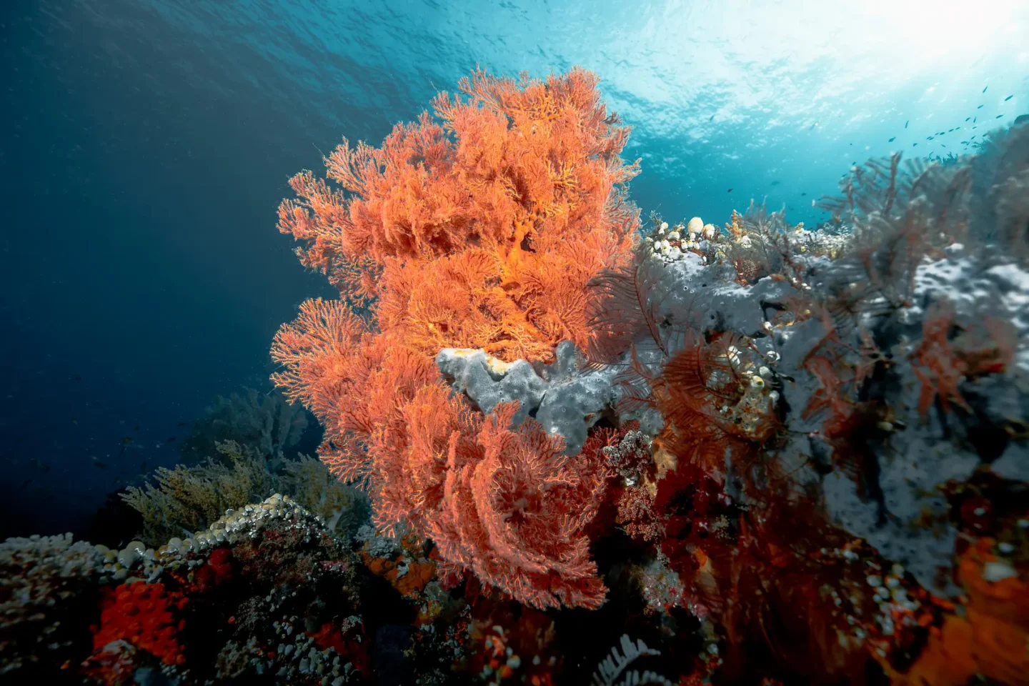 beautiful colorful corals in Raja Ampat