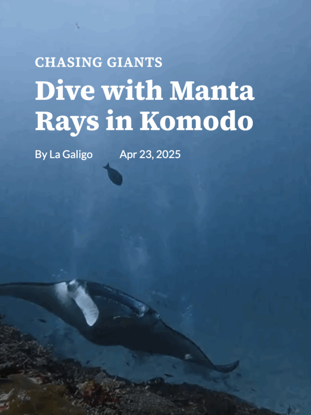 Dive with manta rays in komodo