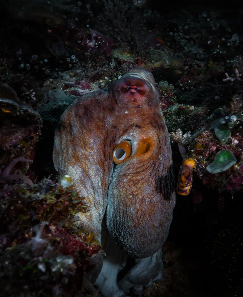 Vibrant underwater marine life scene in Indonesia