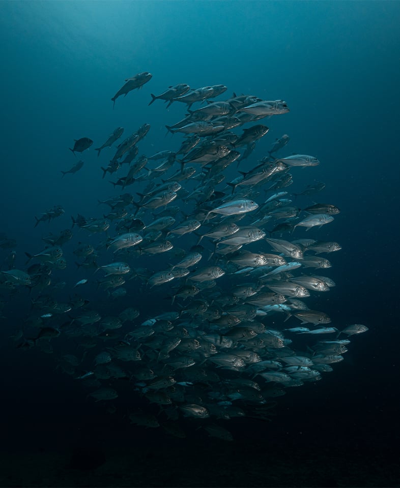 Clear blue ocean waters captured from La Galigo Liveaboard