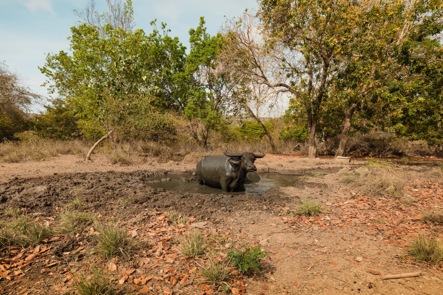 Ultimate Guide to Exploring Komodo Island 8 Wild buffalo in a pond, Rinca Island
