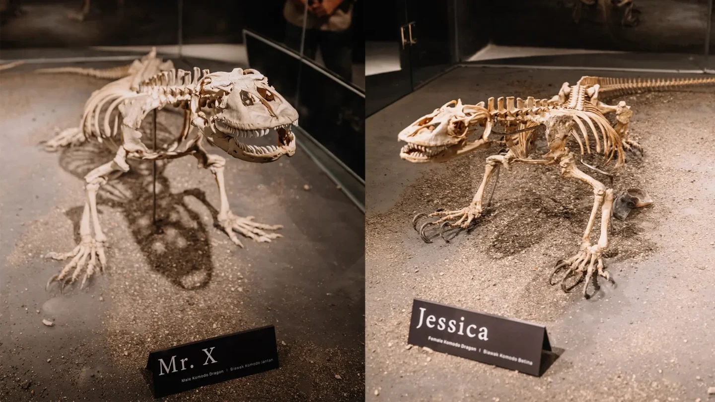 Exploring Rinca Island: Komodo Dragons, Wild Beauty & More 7 X - Jessica -- Famous Komodo dragon