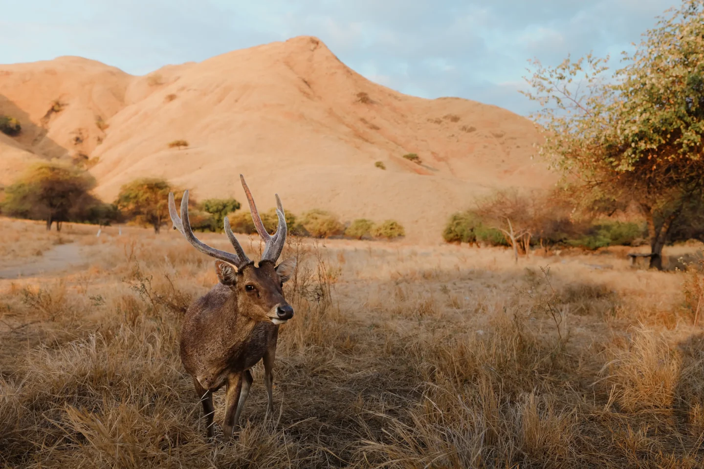 Ultimate Guide to Exploring Komodo Island 3 deer in Gili Lawa Darat