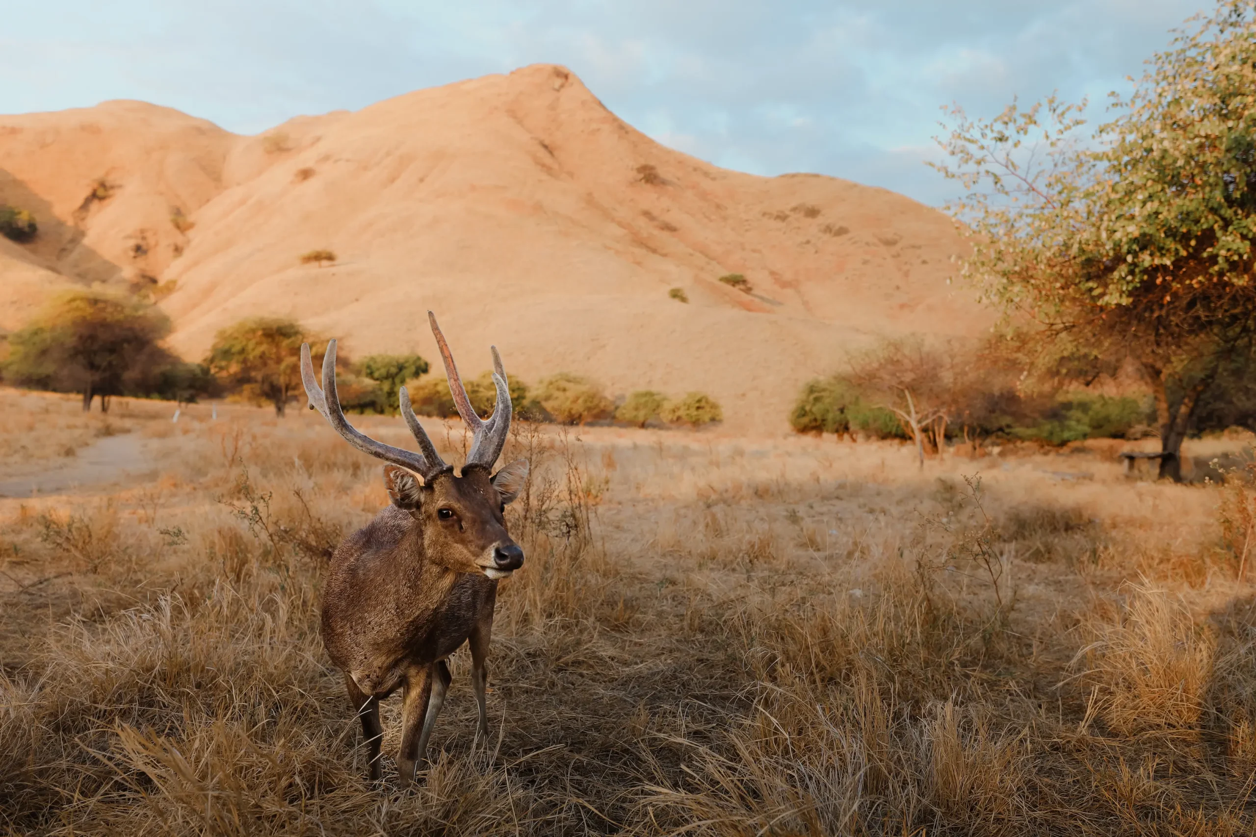 Gili Lawa: An Often Overlooked Destination in Komodo 5 deer in Gili Lawa Darat