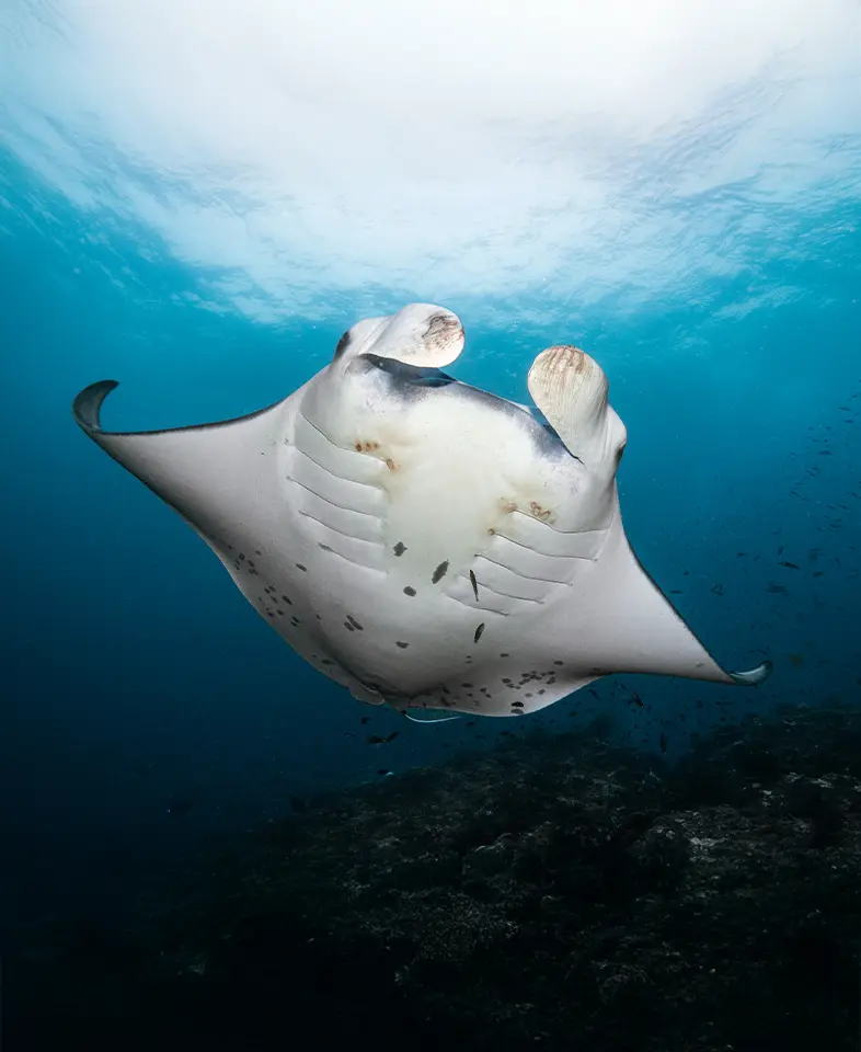 Majestic manta rays gracefully gliding through the ocean