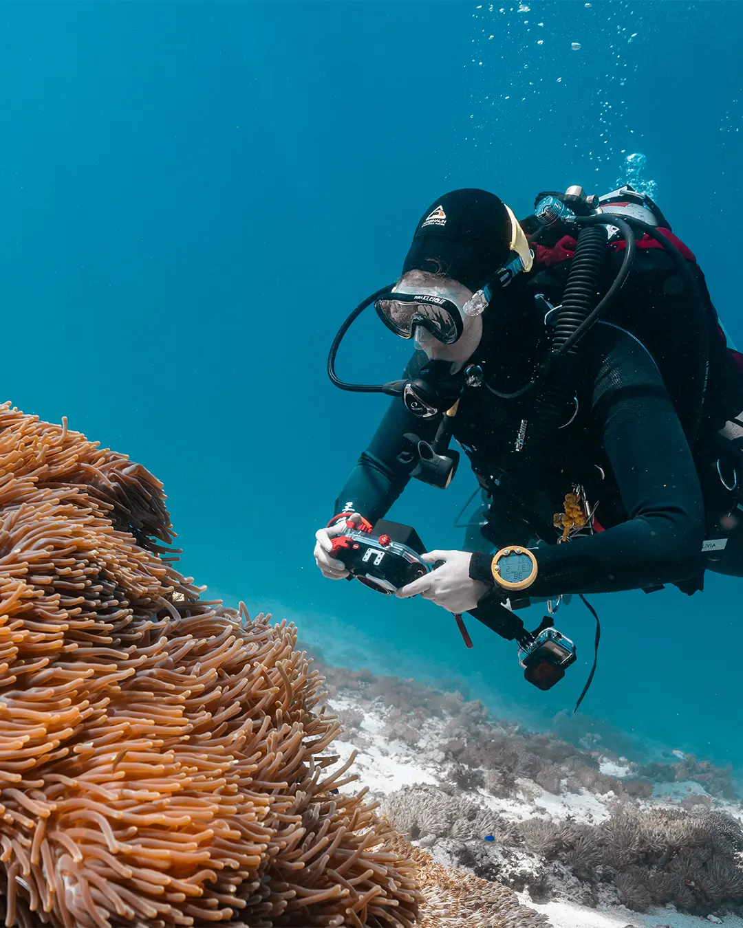 Scuba divers capturing stunning underwater photos of marine life