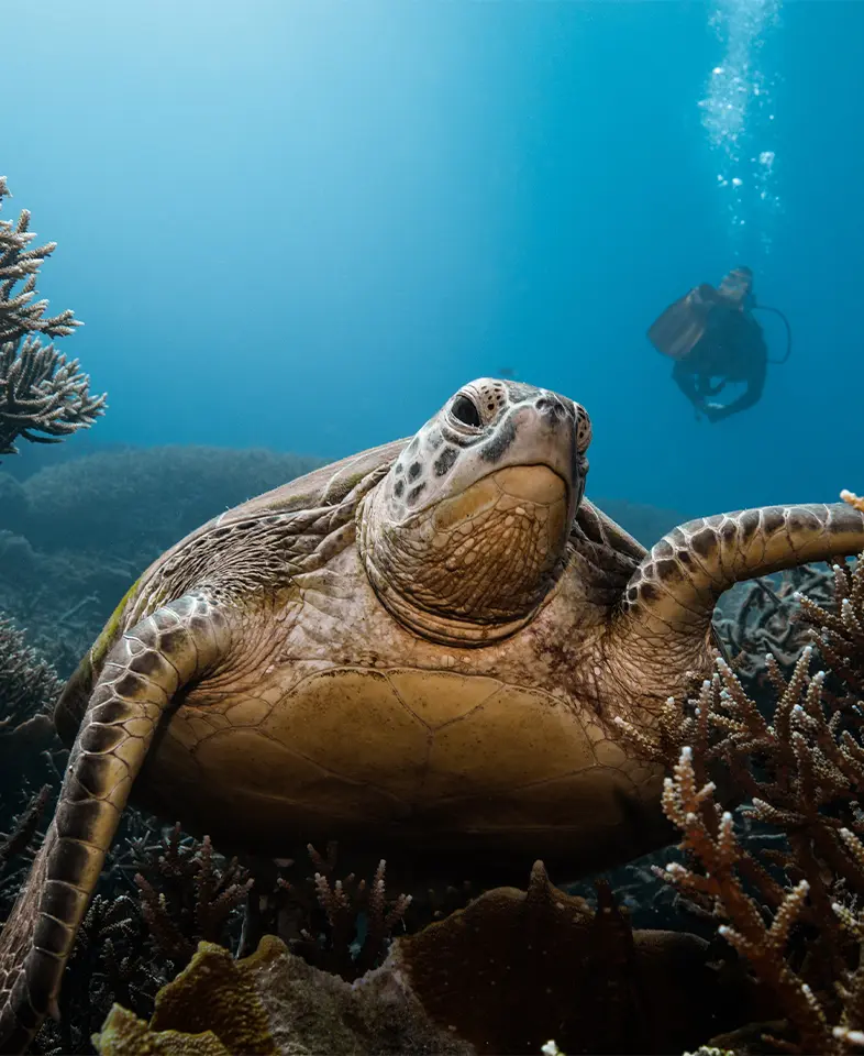 Close-up of a sea turtle swimming peacefully underwater