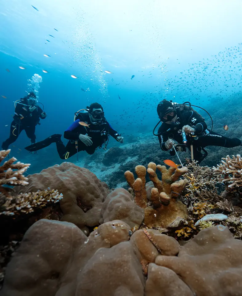 Three scuba divers descending into the deep blue Indonesian sea