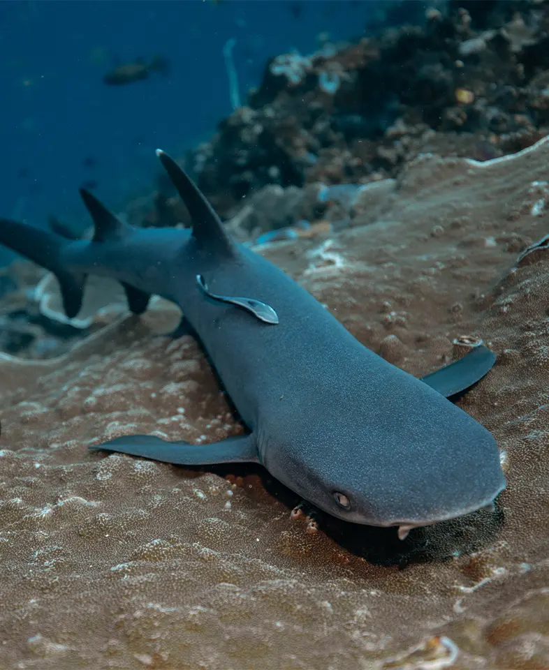 Group of white-tip reef sharks swimming above vibrant coral reefs