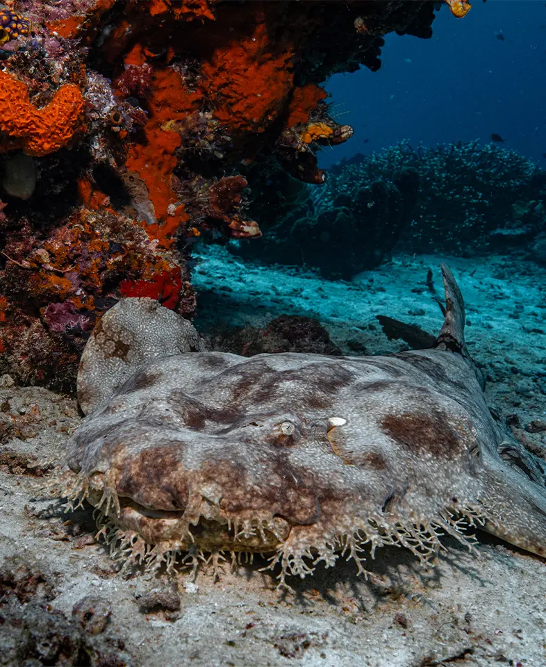 Wobbegong shark camouflaged on the seabed in Indonesian waters
