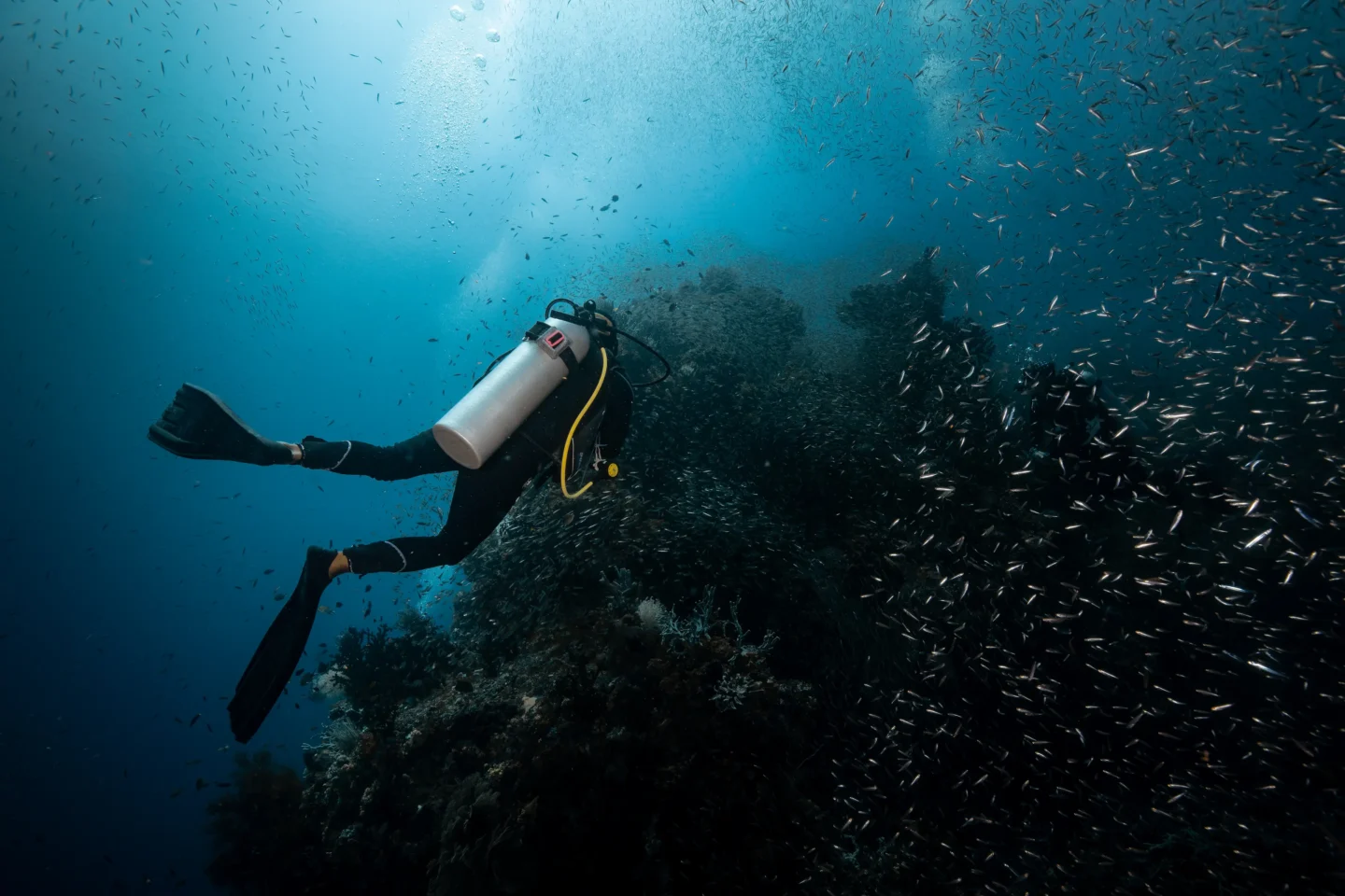 scuba diver encountering corals with massively diverse marine life