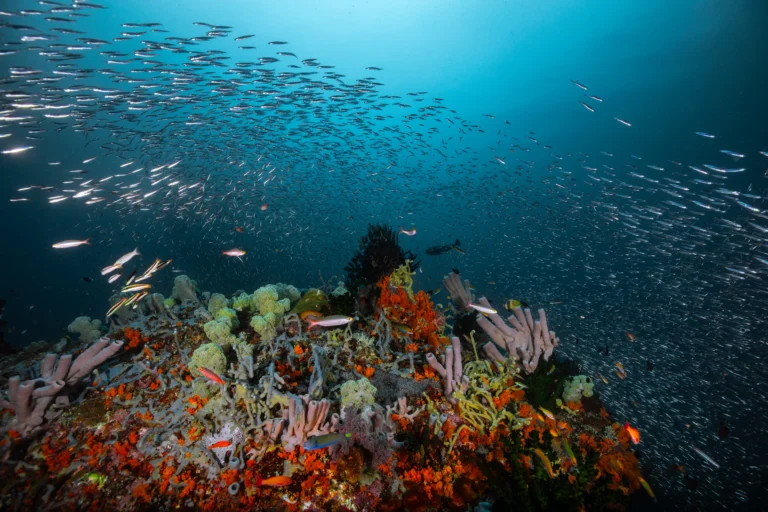 Biodiversity Combines With Ecotourism Raja Ampat Biodiversity Combines With Ecotourism Raja Ampat
