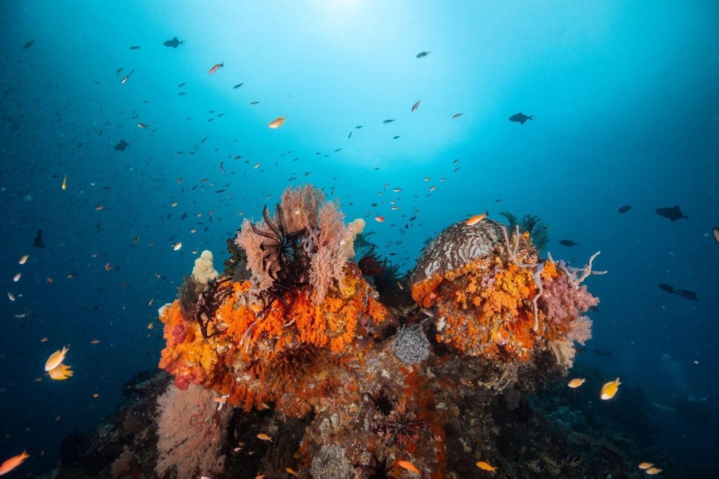 Coral reef ecosystem where underwater sound shapes marine life behavior