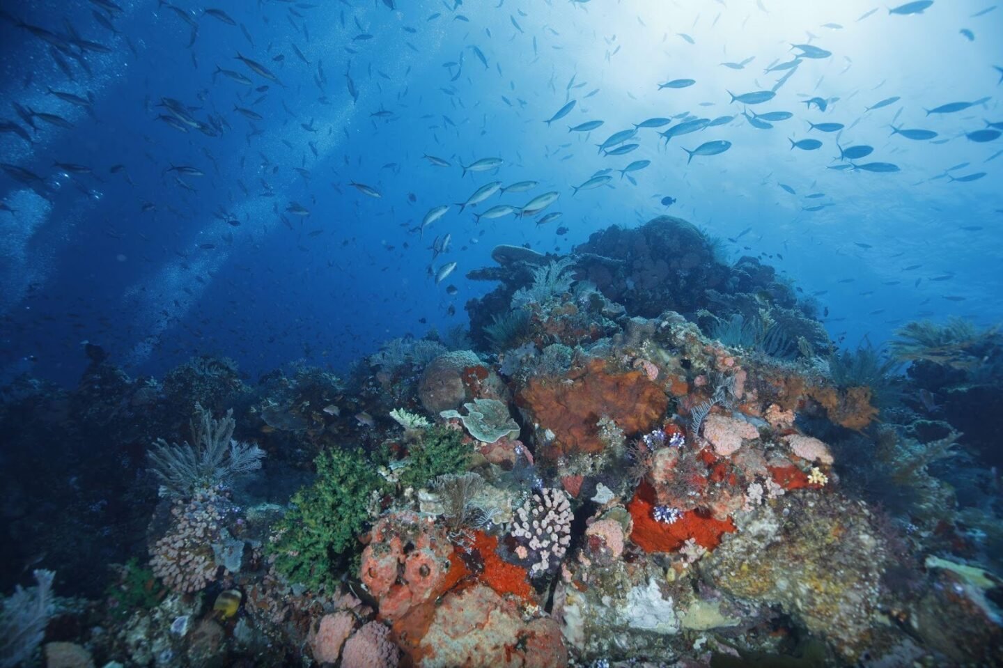 Beautiful Coral Reefs