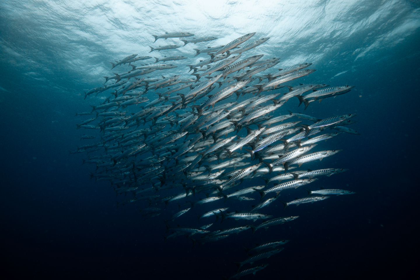 A large group of fish moving together in response to ocean currents.