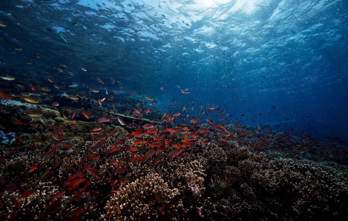 Underwater scene of reef fish supporting a balanced coral ecosystem.