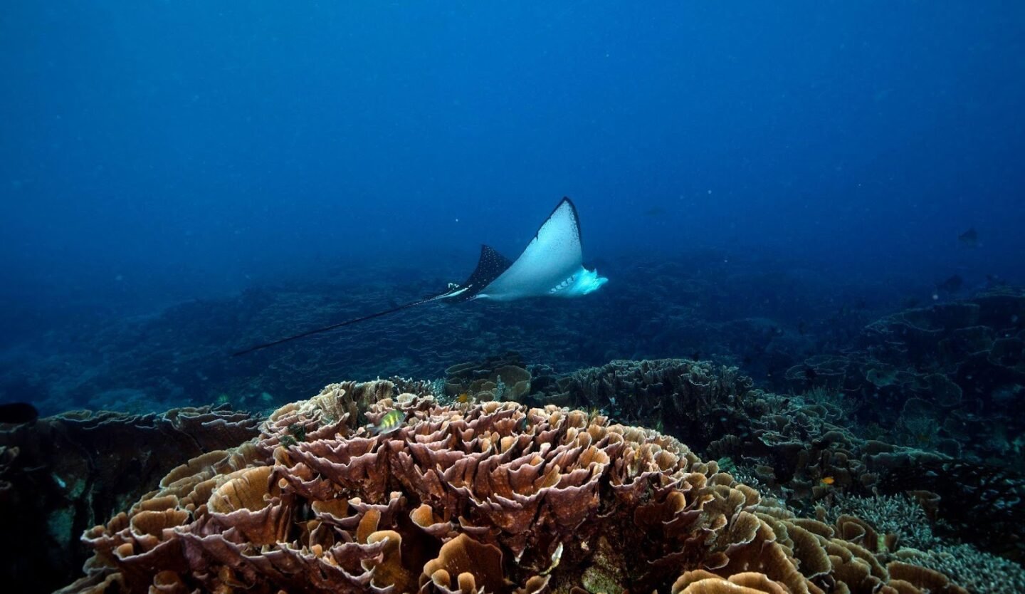 Seasonal marine life activity in the ocean, illustrating how different species appear and disappear throughout the year.