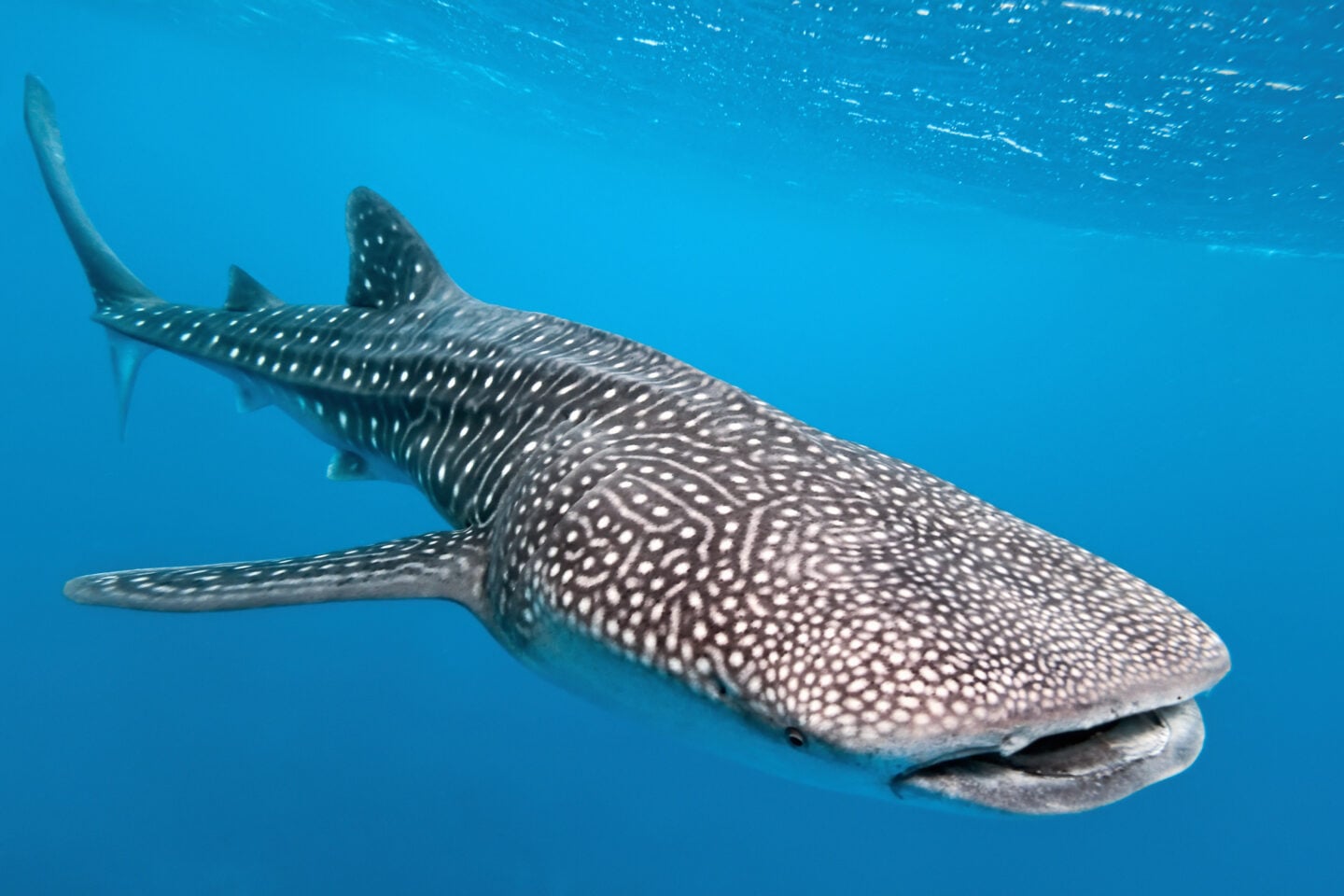 A whale shark gliding through the waters of Komodo, highlighting marine life beyond manta rays.
