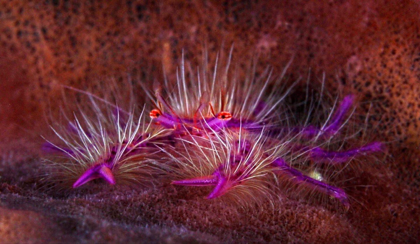 Marine Animal You Should Never Touch