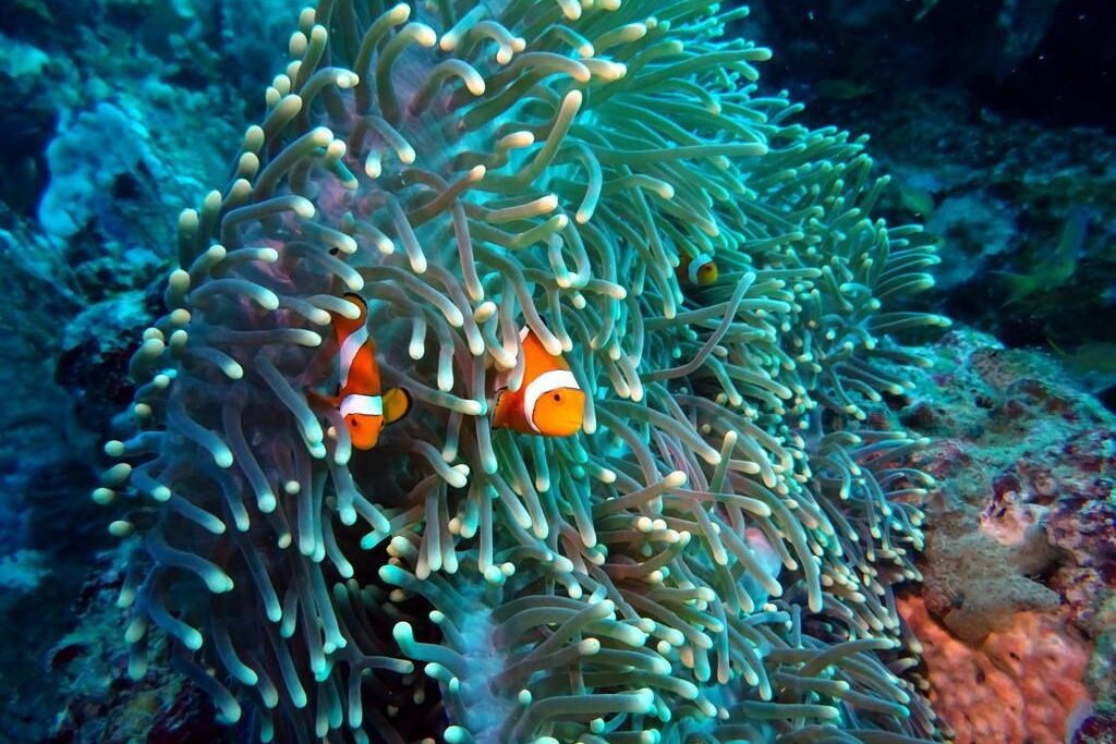 Small reef fish swimming among colourful coral formations in Raja Ampat, highlighting rich marine biodiversity and macro diving habitat
