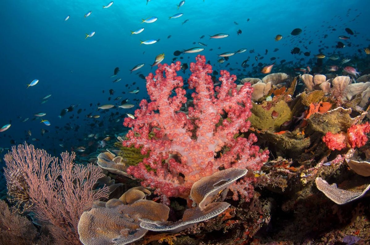 Vibrant coral reef in Raja Ampat with diverse coral structures and colourful reef fish, illustrating a healthy and balanced marine ecosystem