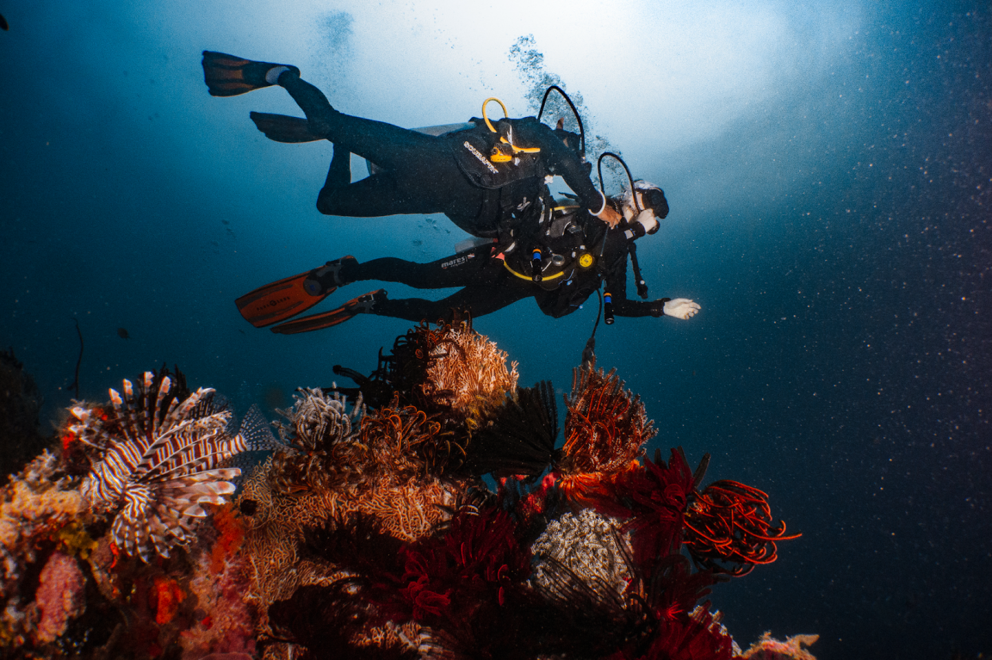 Dive crew closely supporting guests during a guided dive
