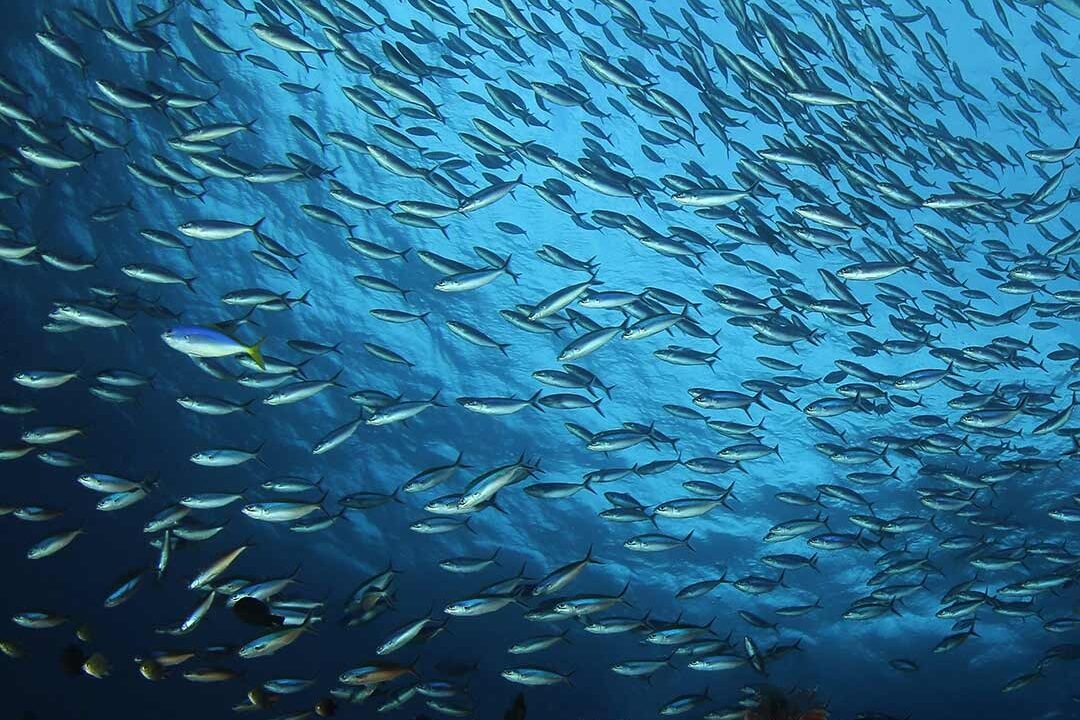 The diverse underwater environments found across Indonesia’s dive destinations