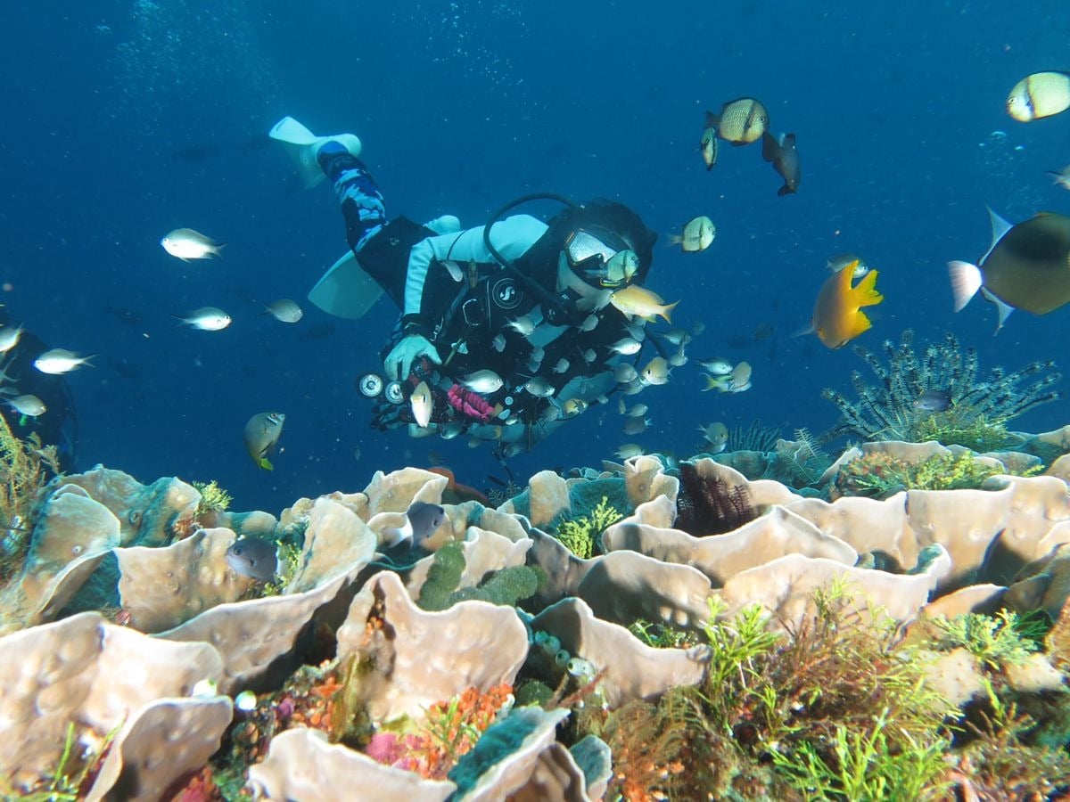 Diver exploring a coral reef in Indonesian waters, illustrating how varying water temperatures and conditions influence the diving experience