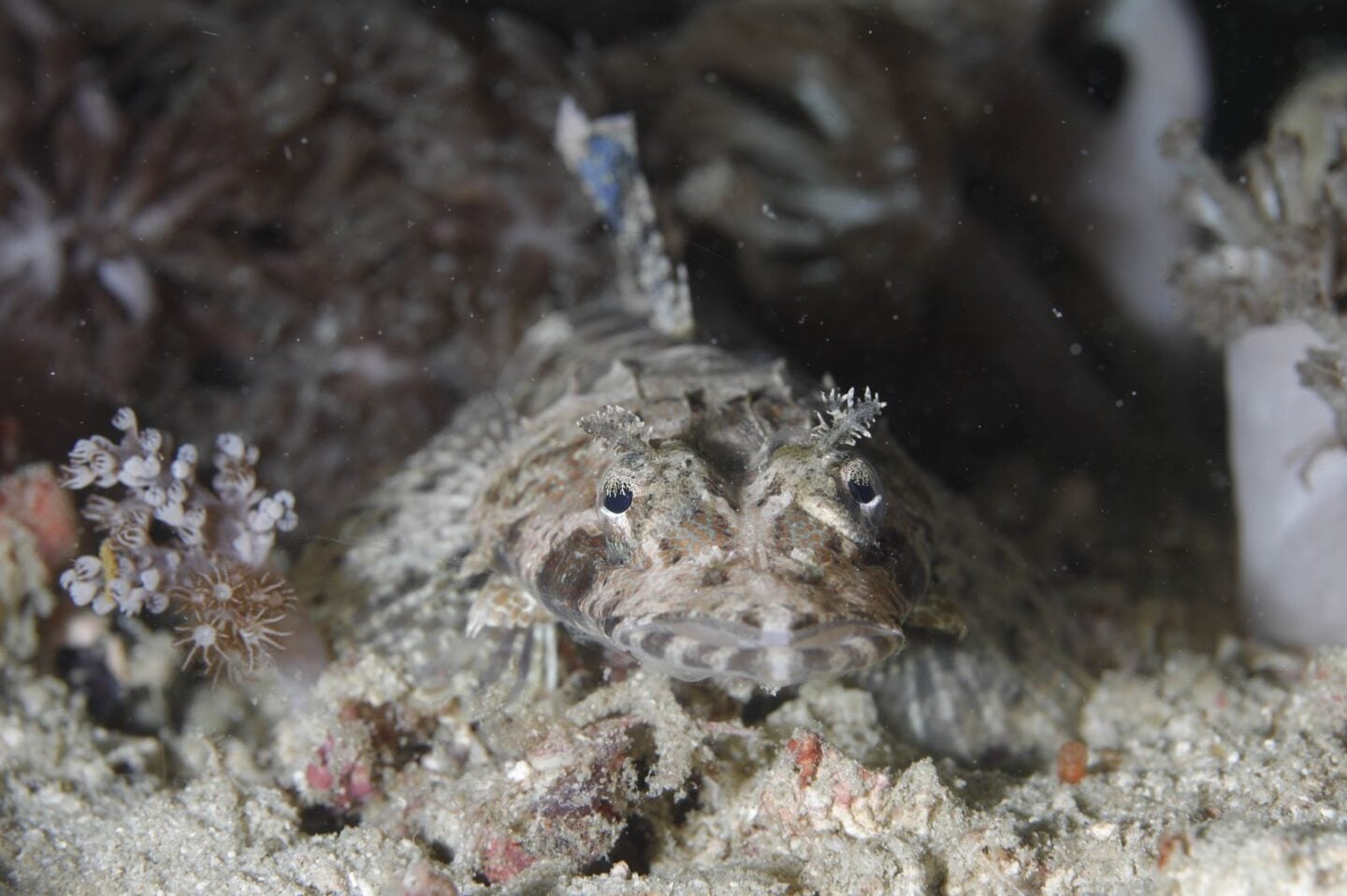 Macro photograph of a camouflaged reef fish on the ocean floor