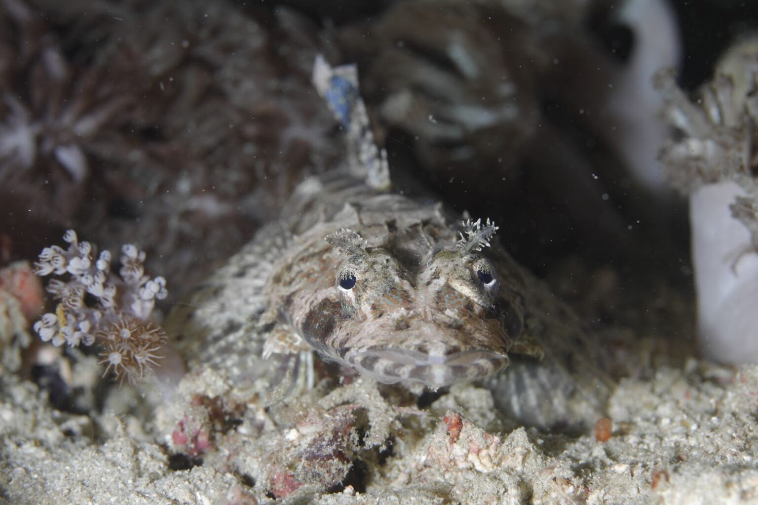 Leopard Cod A Place Built for the Lens: What Makes Raja Ampat Extraordinary for ...