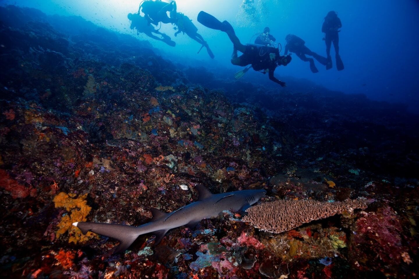 A diver swimming calmly with stable buoyancy during a well-coordinated dive.