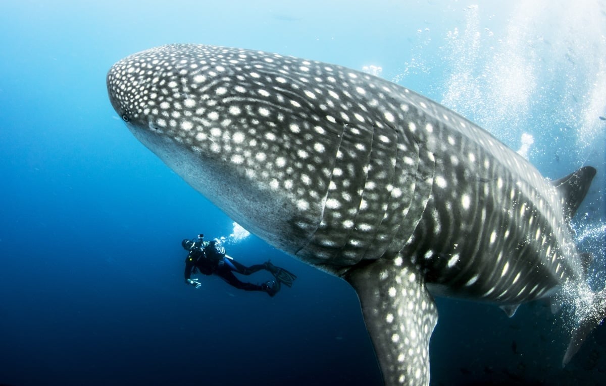Whale shark gliding through tropical waters in Derawan, with coral reef visible below